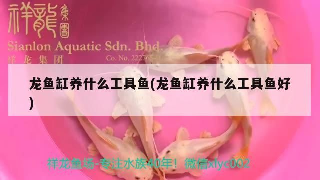 龍魚缸養什么工具魚(龍魚缸養什么工具魚好)