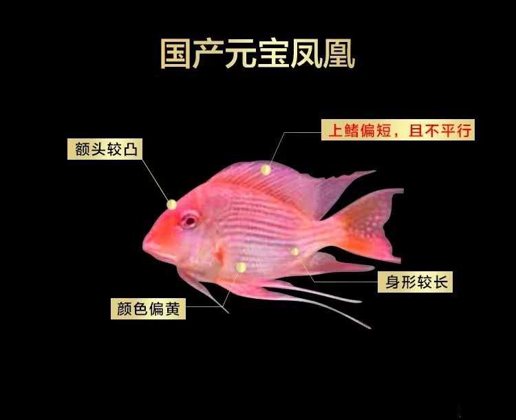 馬印神燈怎么看是不是正品：如何鑒別馬印神燈的真偽