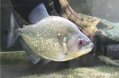 魟魚尾巴白了怎么辦：魟魚尾巴白了可能是由于多種原因引起的，魟魚尾巴白了怎么辦