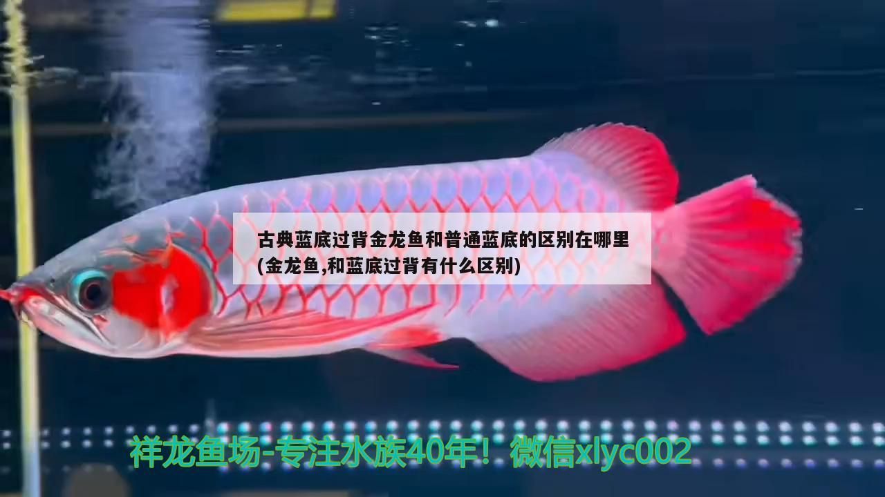 古典過背金龍魚 古典藍底過背金龍魚和普通藍底的區別在哪里(金龍魚,和藍底過背有什么區別) 金龍魚百科 古典藍底過背金龍魚和普通藍底的區別在哪里(金龍魚,和藍底過背有什么區別) 古典藍底過背金龍魚和普通藍底的區別在哪里(金龍魚,和藍底過背有什么區別) 金龍魚百科