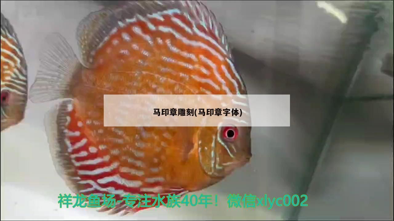 馬印章雕刻(馬印章字體) 馬印章雕刻(馬印章字體) 馬印水族