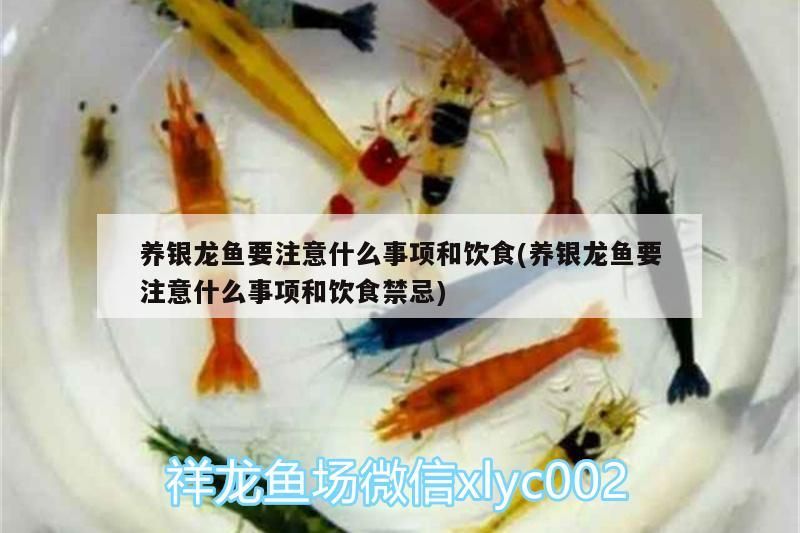 養(yǎng)銀龍魚要注意什么事項(xiàng)和飲食(養(yǎng)銀龍魚要注意什么事項(xiàng)和飲食禁忌) 養(yǎng)銀龍魚要注意什么事項(xiàng)和飲食(養(yǎng)銀龍魚要注意什么事項(xiàng)和飲食禁忌) 銀龍魚百科