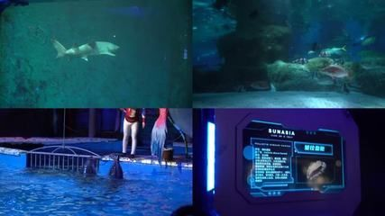 水族館里面有哪些魚（上海海洋水族館）