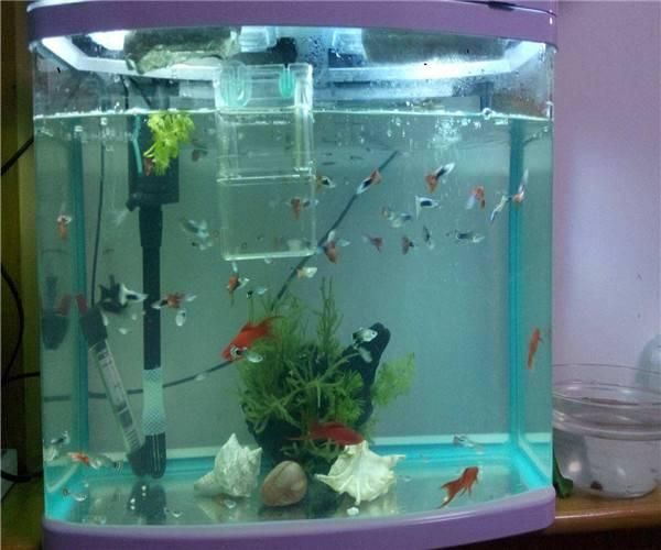 老魚(yú)匠變頻加熱棒E3（老魚(yú)匠變頻加熱棒滴滴響）