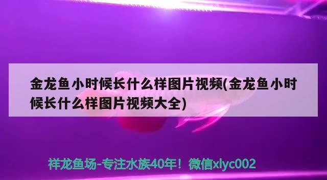 鸚鵡魚和銀龍魚混養怎樣喂食 金龍魚小時候長什么樣圖片視頻(金龍魚小時候長什么樣圖片視頻大全) iwish愛唯希品牌魚缸 金龍魚小時候長什么樣圖片視頻(金龍魚小時候長什么樣圖片視頻大全) 金龍魚小時候長什么樣圖片視頻(金龍魚小時候長什么樣圖片視頻大全) iwish愛唯希品牌魚缸