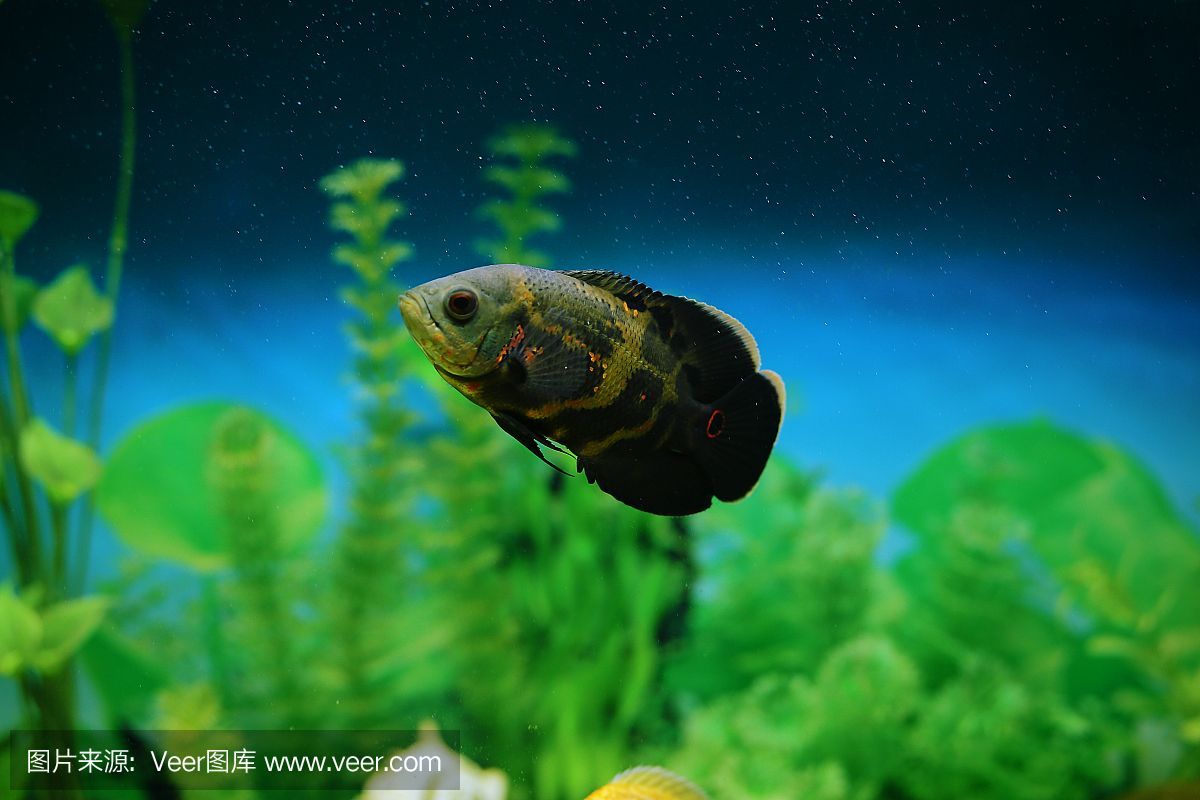 虎魚眼里有氣泡怎么辦：虎魚眼睛里有氣泡怎么辦