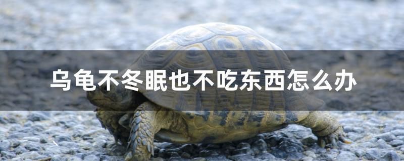 烏龜不冬眠也不吃東西怎么辦