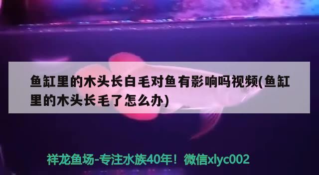魚缸里的木頭長白毛對魚有影響嗎視頻(魚缸里的木頭長毛了怎么辦)