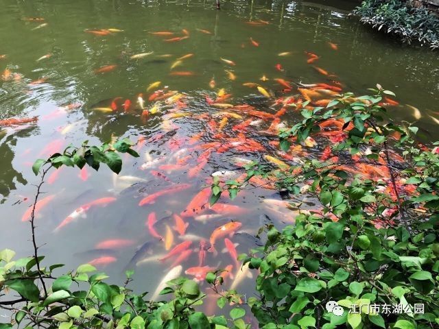 公園的觀賞魚（公園的觀賞魚是公共財富）
