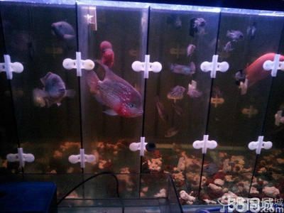 不常見的觀賞魚有哪些圖片：不常見的觀賞魚及其圖片 不常見的觀賞魚有哪些圖片：不常見的觀賞魚及其圖片 水族館百科（水族館加盟） 第3張