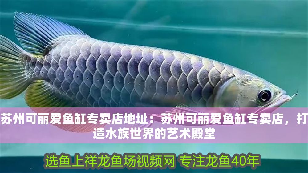 蘇州可麗愛魚缸專賣店地址：蘇州可麗愛魚缸專賣店，打造水族世界的藝術(shù)殿堂