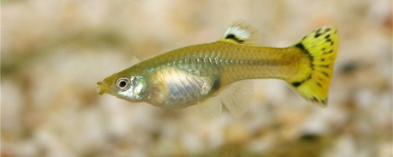 夏天溫度高怎么養孔雀魚怎么給孔雀魚降溫