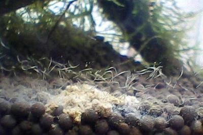 80厘米高魚缸要用多厚玻璃：80厘米高魚缸要用多厚玻璃，魚缸玻璃選購注意事項