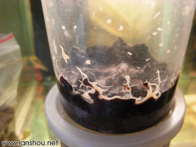 80厘米高魚缸要用多厚玻璃：80厘米高魚缸要用多厚玻璃，魚缸玻璃選購注意事項