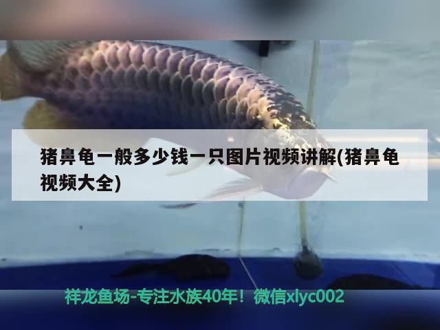 鸚鵡魚和銀龍魚混養(yǎng)怎樣喂食 豬鼻龜一般多少錢一只圖片視頻講解(豬鼻龜視頻大全) 豬鼻龜百科 豬鼻龜一般多少錢一只圖片視頻講解(豬鼻龜視頻大全) 豬鼻龜一般多少錢一只圖片視頻講解(豬鼻龜視頻大全) 豬鼻龜百科