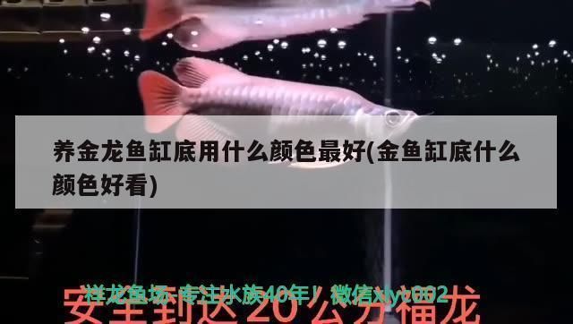 過背金龍魚用什么顏色背景畫好看又簡單：過背金龍魚幼年期如何選背景