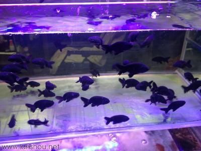 觀賞魚(yú)的市場(chǎng)容量（中國(guó)觀賞魚(yú)市場(chǎng)前景如何？）