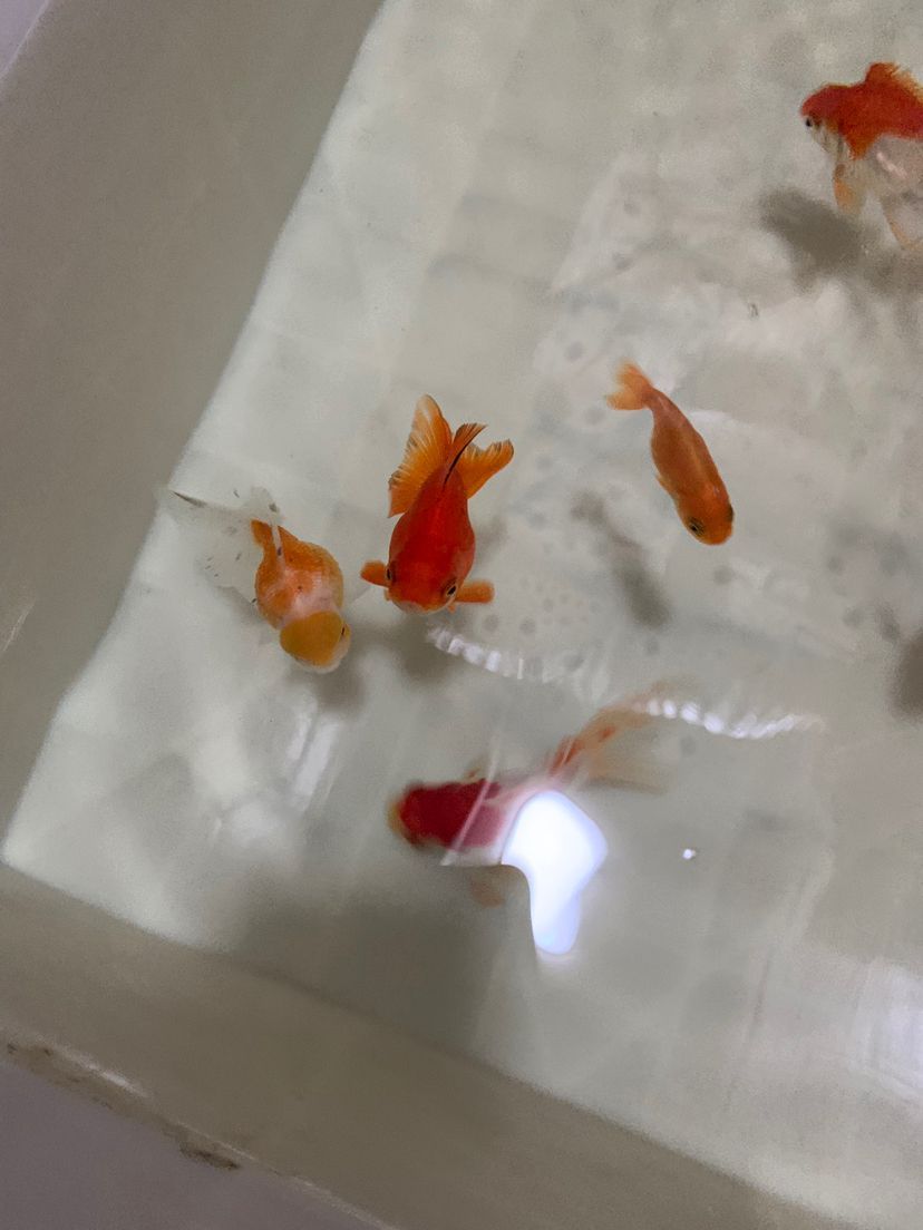 遼陽縣首山鎮小峰漁具店