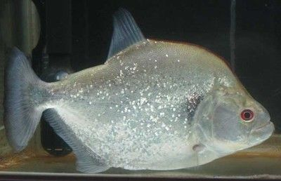 虎魚單獨養好不：虎魚單獨飼養和群養各有優缺點