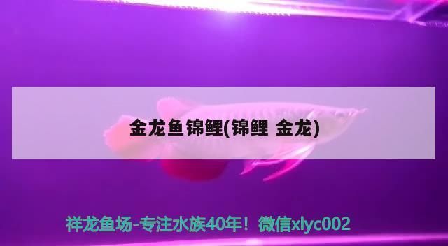 金龍魚寵物vs祥龍魚場：金龍魚寵物和祥龍魚場口碑評價祥龍魚場售后服務