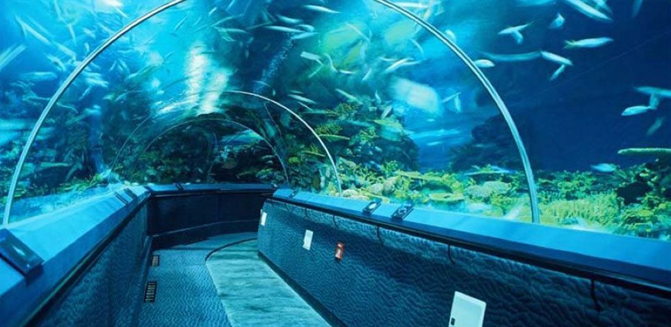 開個水族館大概需要多少錢（開一個水族館需要多少錢？）