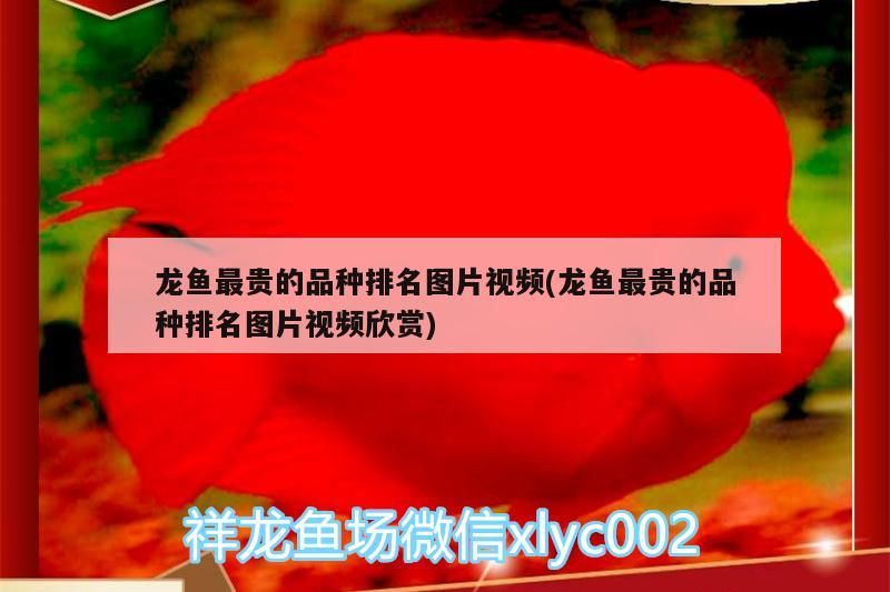 龍魚最貴的品種排名圖片視頻(龍魚最貴的品種排名圖片視頻欣賞)