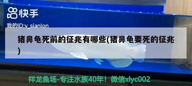 豬鼻龜死前的征兆有哪些(豬鼻龜要死的征兆)