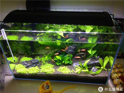 600魚缸造景：600魚缸造景的基本原則，魚缸造景的基本原則和原則 600魚缸造景：600魚缸造景的基本原則，魚缸造景的基本原則和原則 魚缸百科 第1張