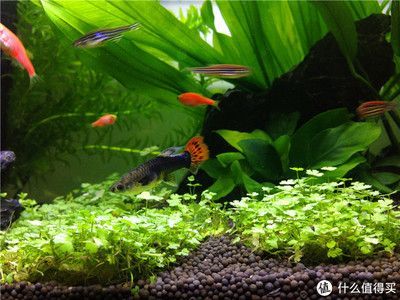 600魚缸造景：600魚缸造景的基本原則，魚缸造景的基本原則和原則 600魚缸造景：600魚缸造景的基本原則，魚缸造景的基本原則和原則 魚缸百科 第4張