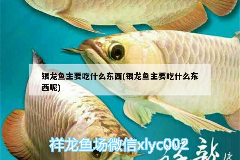 銀龍魚(yú)主要吃什么東西(銀龍魚(yú)主要吃什么東西呢)