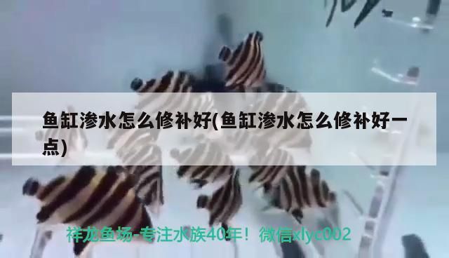 魚缸滲水怎么修補好(魚缸滲水怎么修補好一點) 魚缸滲水怎么修補好(魚缸滲水怎么修補好一點) 九鼎魚缸