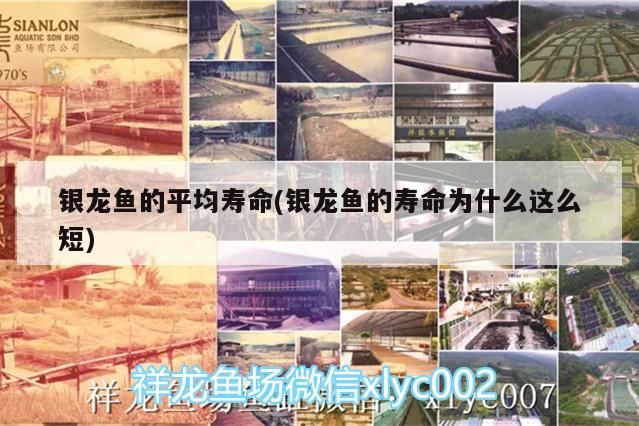 銀龍魚的平均壽命(銀龍魚的壽命為什么這么短)