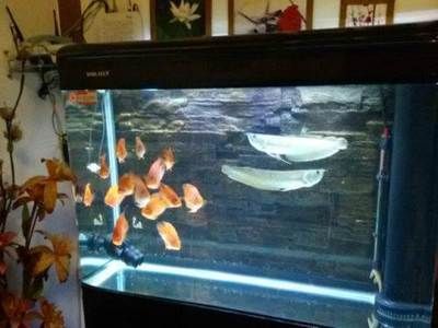 虎魚和鸚鵡魚能一起養(yǎng)嗎：虎魚和鸚鵡魚可以一起養(yǎng)但需要注意以下幾點：虎魚和鸚鵡魚可以一起養(yǎng)
