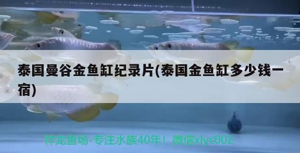 泰國曼谷金魚缸紀錄片(泰國金魚缸多少錢一宿)