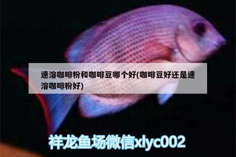速溶咖啡粉和咖啡豆哪個好(咖啡豆好還是速溶咖啡粉好) 速溶咖啡粉和咖啡豆哪個好(咖啡豆好還是速溶咖啡粉好) 馬來西亞咖啡