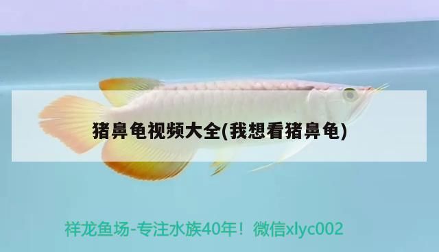 豬鼻龜視頻大全(我想看豬鼻龜)