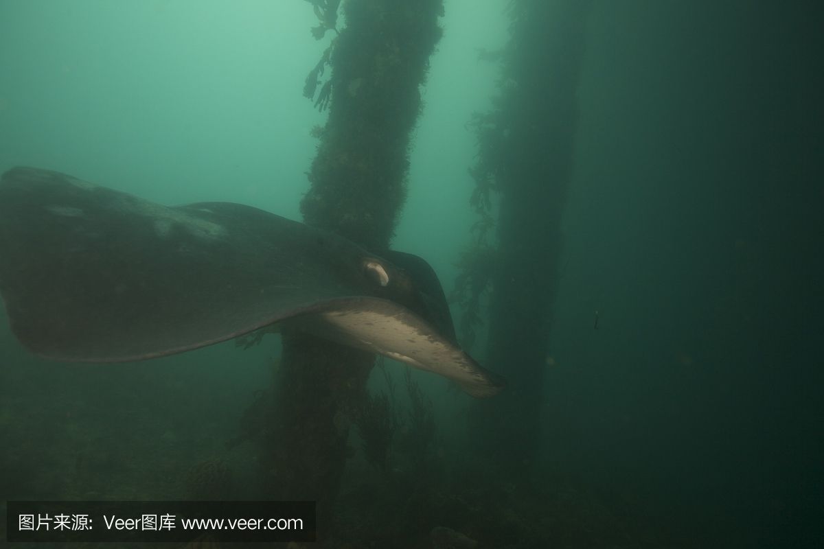 魟魚單側呼吸：魟魚單側呼吸可能是由于多種原因引起的 魟魚單側呼吸：魟魚單側呼吸可能是由于多種原因引起的 魟魚百科 第3張