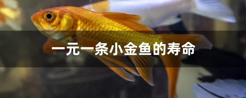 一元一條小金魚的壽命有多長