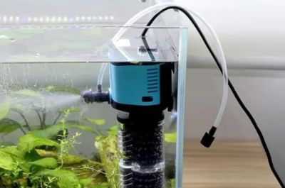如何保持虎魚缸內高溶氧，保持虎魚缸內高溶氧的方法