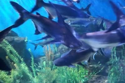 水族館里100種動物名稱分類：水族館中可能展示的100種動物分類和詳細介紹