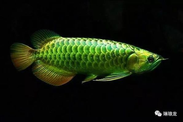 紅龍魚蒙眼多久會死，紅龍魚蒙眼后能活多久