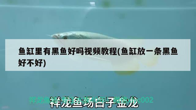 魚缸里有黑魚好嗎視頻教程(魚缸放一條黑魚好不好)