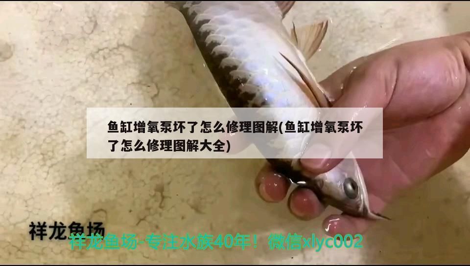 小型家用魚缸過濾系統價格（大魚缸過濾器大概是什么價格呢）