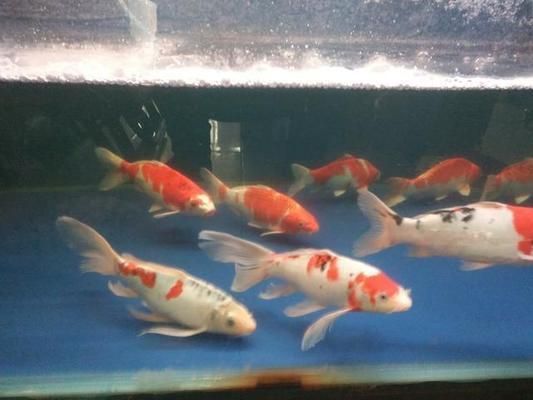 如何改善虎魚水質防疾病，改善虎魚水質防疾病的方法：定期更換水是最基本的措施