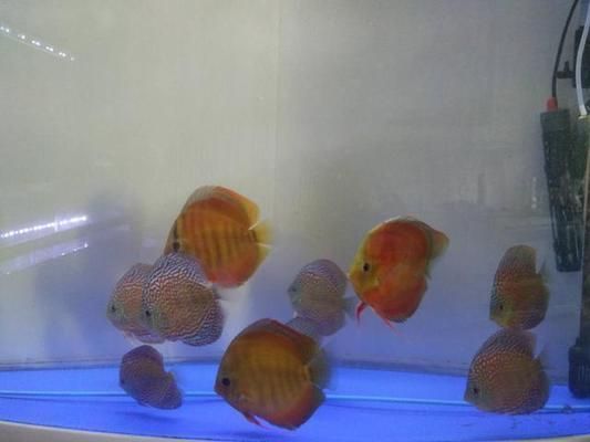 如何改善虎魚水質防疾病，改善虎魚水質防疾病的方法：定期更換水是最基本的措施