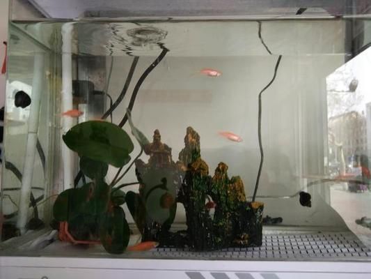如何改善虎魚水質防疾病，改善虎魚水質防疾病的方法：定期更換水是最基本的措施