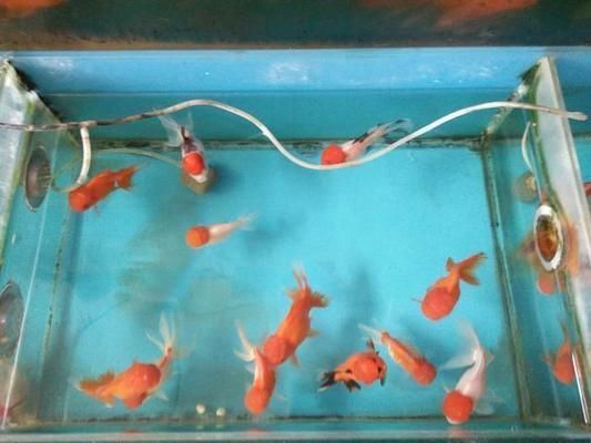 如何改善虎魚水質防疾病，改善虎魚水質防疾病的方法：定期更換水是最基本的措施