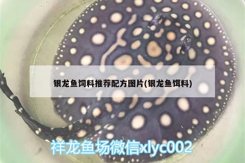 銀龍魚飼料推薦配方圖片(銀龍魚餌料)