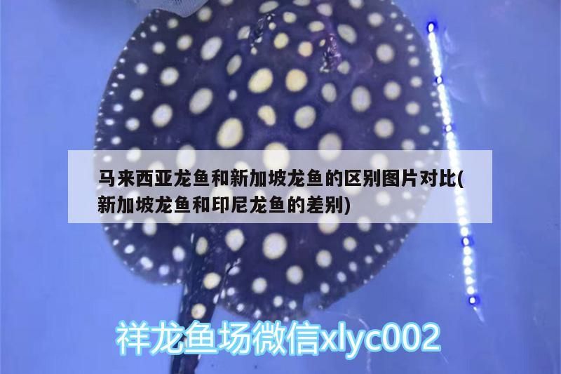 馬來西亞白咖啡哪個牌子好(馬來西亞的黑咖啡什么牌子好)