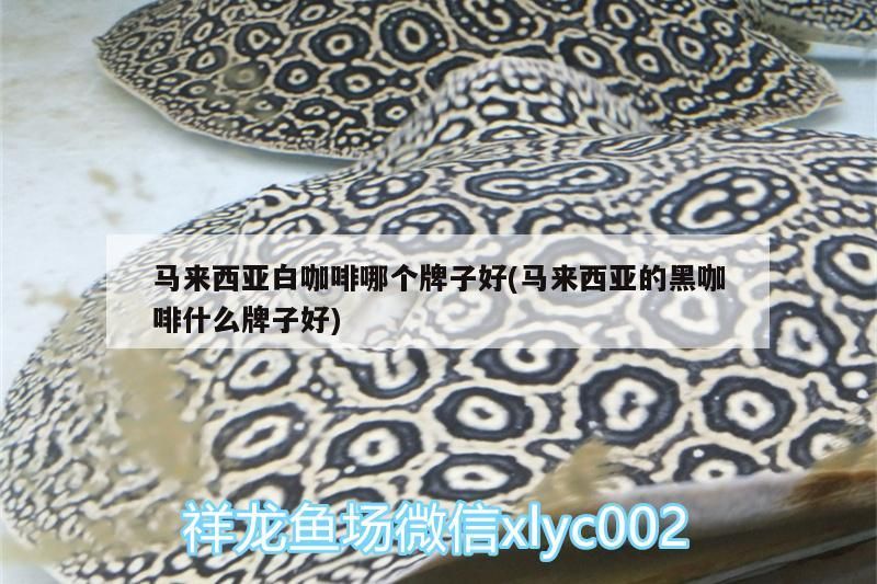馬來西亞白咖啡哪個牌子好(馬來西亞的黑咖啡什么牌子好)